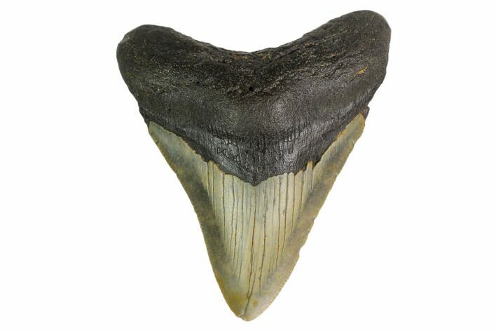 Fossil Megalodon Tooth - North Carolina #160566